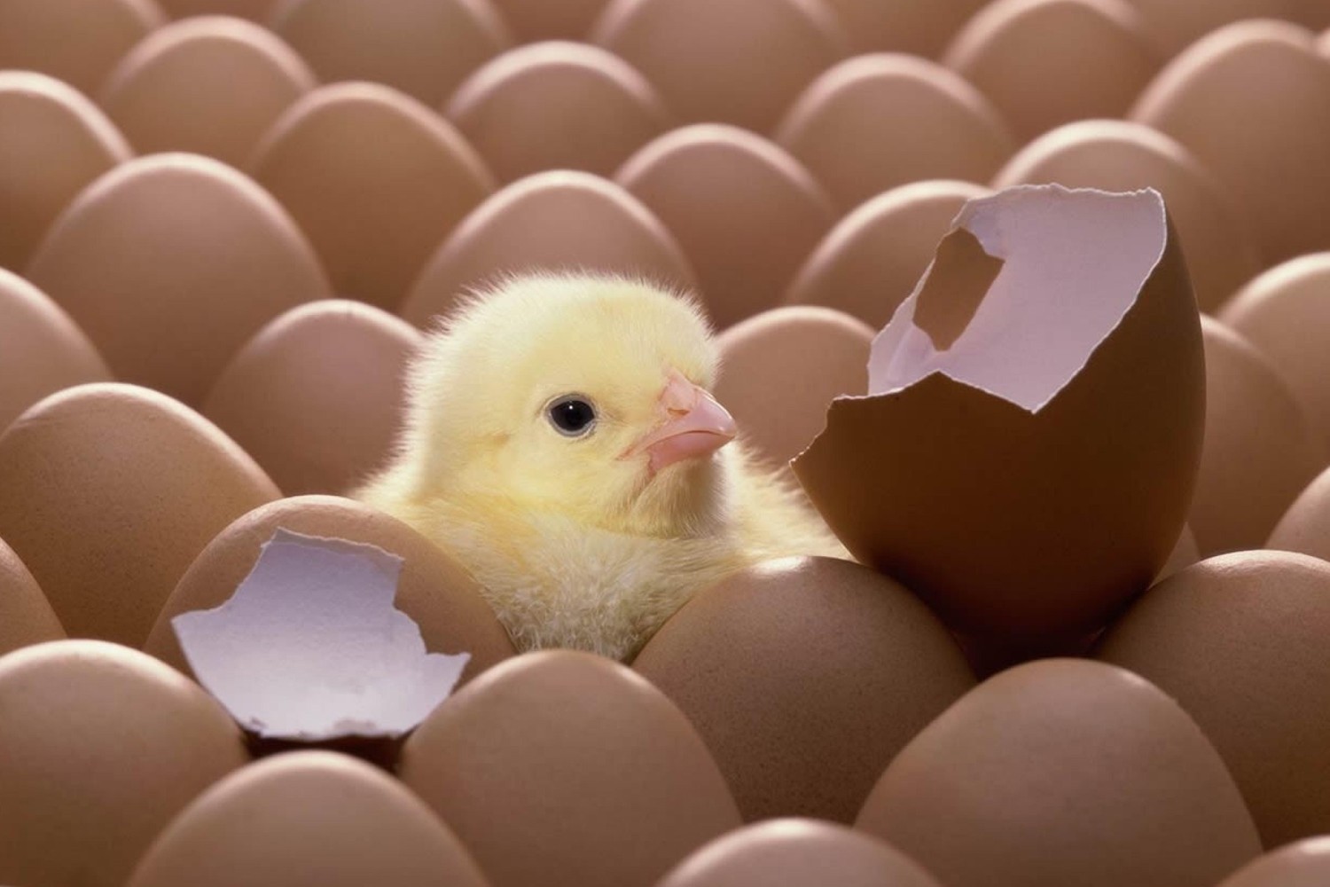 incubateur